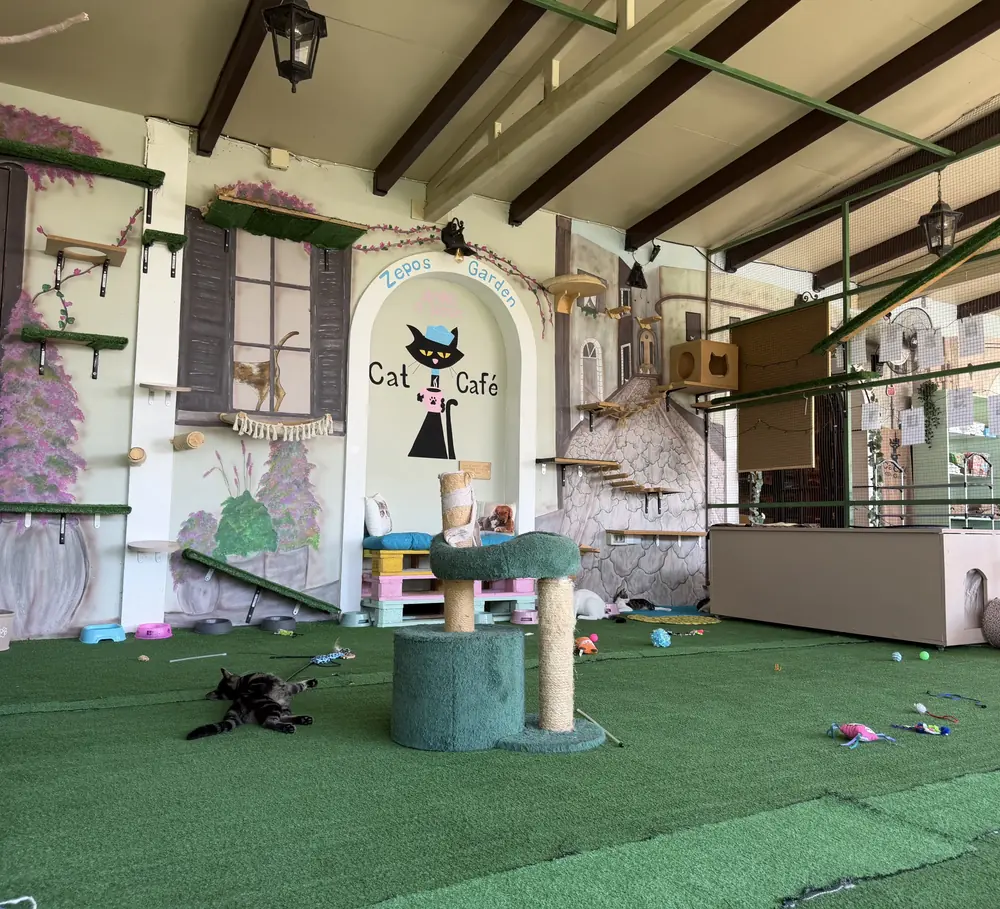 Inside the catio: painted walls, climbing shelves, cat trees and a cat stretched out on the green floor