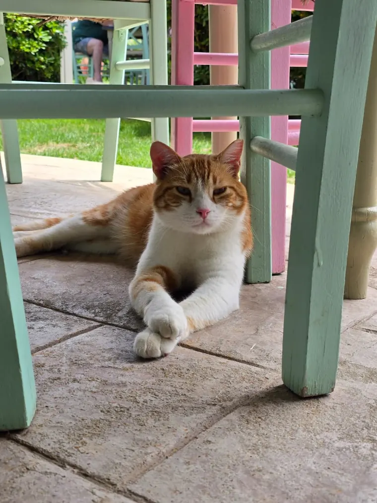 Zepos, a ginger and white cat, lying between the pink and green chairs in the shade