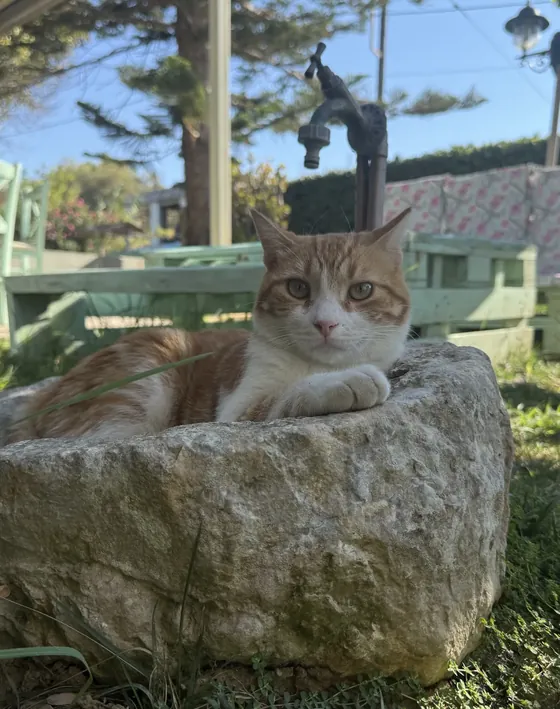 Zepos, a ginger and white cat, sitting on a stone trough in the garden